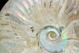 Silver Iridescent Ammonite (Cleoniceras) Fossil - Madagascar #146334-2